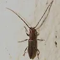 Neocompsa puncticollis - photo 3