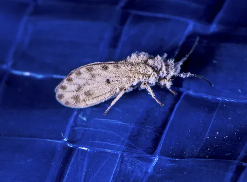 Neoconis marginata