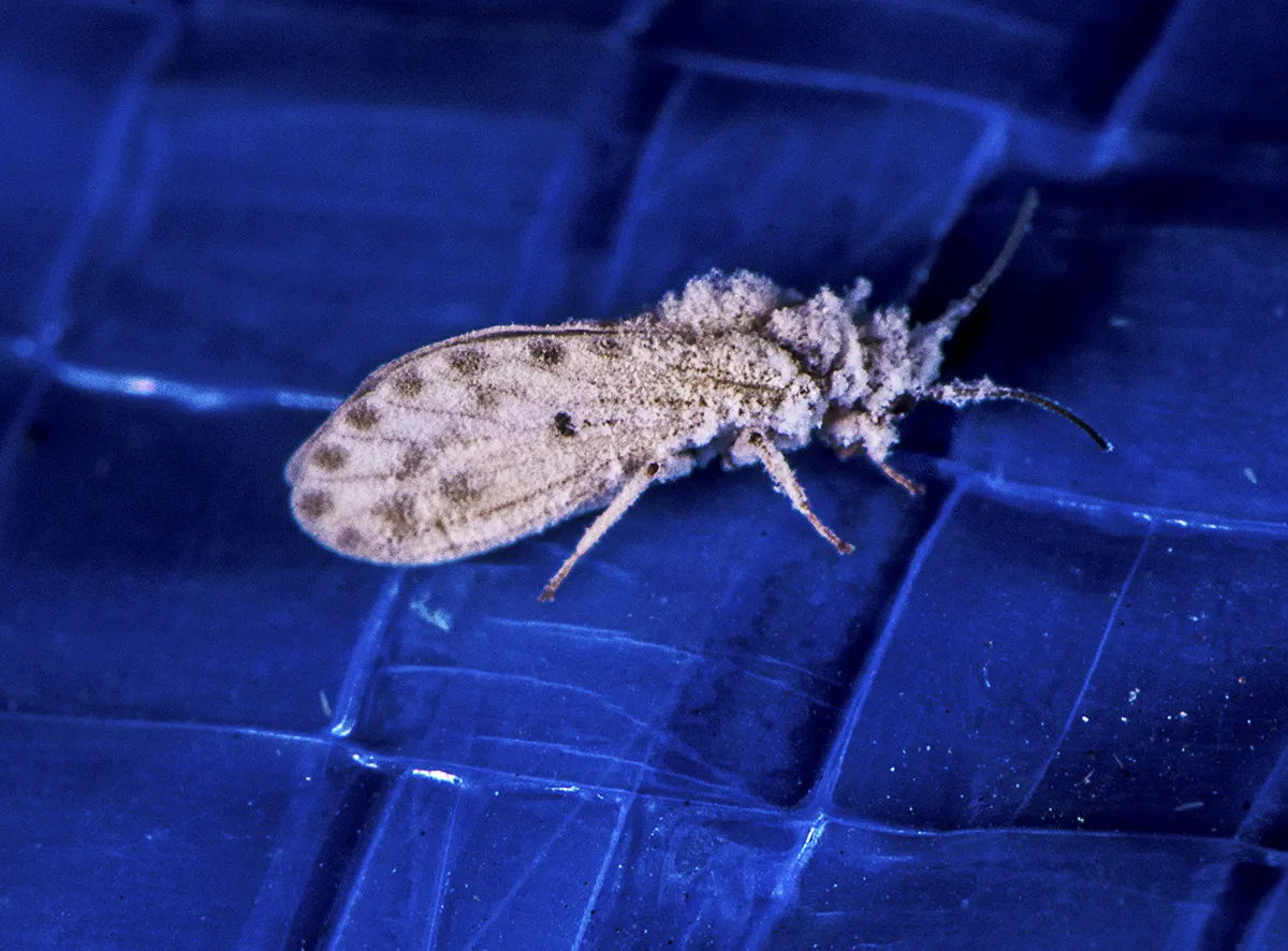 Neoconis marginata - photo 2