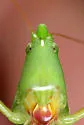 False Robust Conehead - photo 4