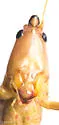 Caudell's Conehead - photo 2
