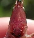 Caudell's Conehead - photo 3