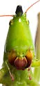 Black-nosed Conehead - photo 5