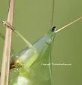 Nebraska Conehead - photo 2