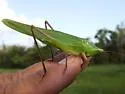 Marsh Conehead - photo 2