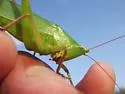 Marsh Conehead - photo 3