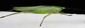 Marsh Conehead - photo 4