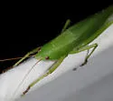 Marsh Conehead - photo 5