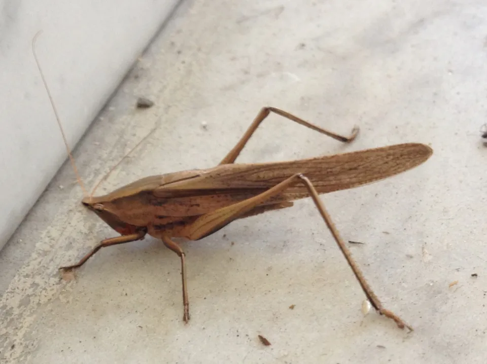 Broad-tipped Conehead
