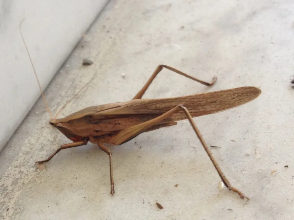 Broad-tipped Conehead - photo 2
