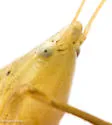 Swift Conehead - photo 3