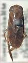 Neocorixa snowi