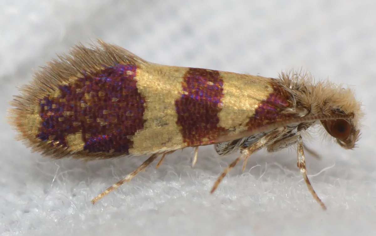 Neocrania bifasciata - Hodges#0014 - photo 2