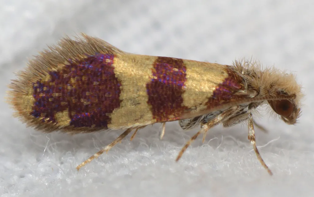Neocrania bifasciata - Hodges#0014 - photo 3