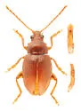 Wheat Flea Beetle - photo 2