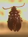 Neocrepidodera robusta - photo 2