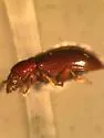 Neocrepidodera robusta - photo 4