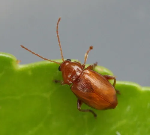 Neocrepidodera transversa
