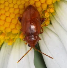 Neocrepidodera transversa - photo 2