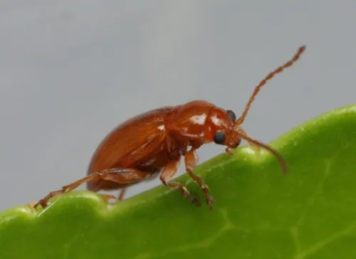 Neocrepidodera transversa - photo 3
