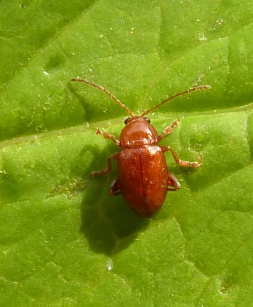 Neocrepidodera transversa - photo 4