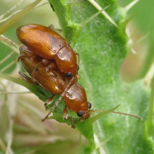 Neocrepidodera transversa - photo 5