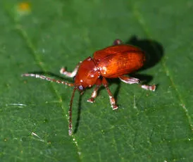 Neocrepidodera transversa - photo 6