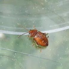 Neocrepidodera transversa - photo 7