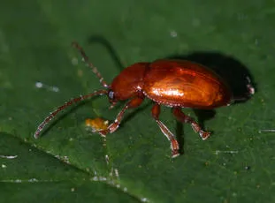 Neocrepidodera transversa - photo 8
