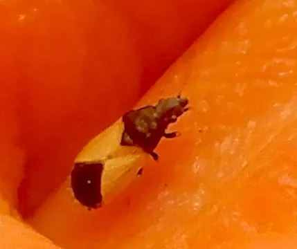 Neocrophius heidemanni