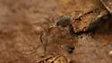 Neocryphoeca beattyi - photo 2