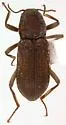 Neocylloepus boeseli - photo 2