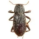 Neocylloepus boeseli - photo 3