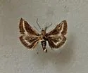 Neocymbopteryx heitzmani - Hodges#4806 - photo 2