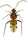 Neocyrtopeltocoris triangularis - photo 2