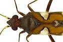 Neocyrtopeltocoris triangularis - photo 3