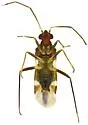 Neocyrtopeltocoris triangularis - photo 4