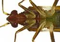 Neocyrtopeltocoris triangularis - photo 5