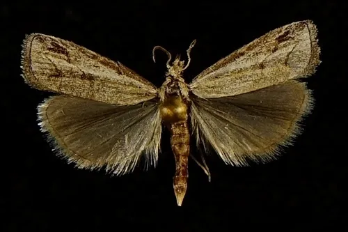 Neodactria cochisensis - Hodges#5383.4 - Neodactria cochisensis