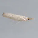 Neodactria murellus - Hodges#5382