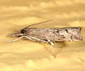Neodactria zeellus - Hodges#5380