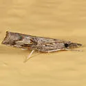 Neodactria zeellus - Hodges#5380 - photo 2