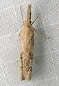 Neodactria zeellus - Hodges#5380 - photo 3