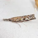 Neodactria zeellus - Hodges#5380 - photo 4