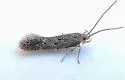 Neodactylota egena - Hodges#1907