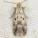 Neodactylota liguritrix - Hodges#1908 - Neodactylota liguritrix