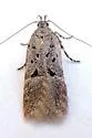 Neodactylota snellenella - Hodges#1909