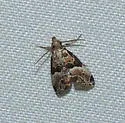 Neodavisia melusina - Hodges#5536.1 - Neodavisia melusina