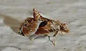 Neodavisia melusina - Hodges#5536.1 - photo 2