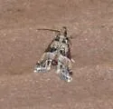 Neodavisia melusina - Hodges#5536.1 - photo 3